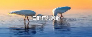 ​白鹤有几条腿