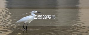 ​白鹭的寿命