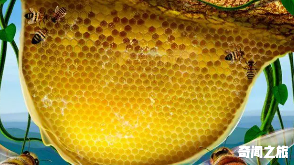 动物界里的数学家是谁（被誉为数学家的动物）(3)_