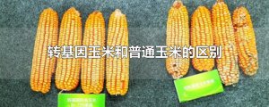 ​转基因玉米和普通玉米的区别