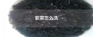 ​紫菜怎么洗