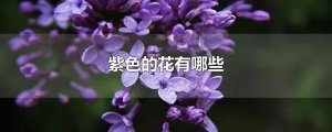 ​紫色的花有哪些