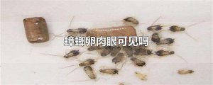 ​蟑螂卵肉眼可见吗