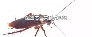 ​蟑螂怎么来到家里的