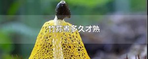 ​竹荪煮多久才熟