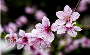 ​桃花劫是什么意思（解析3种桃花劫的运势）