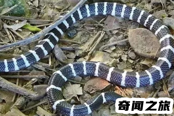 中国十大毒蛇国内毒蛇排行榜(眼镜王蛇榜上有名)(2)_