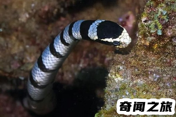 中国十大毒蛇国内毒蛇排行榜(眼镜王蛇榜上有名)(1)_