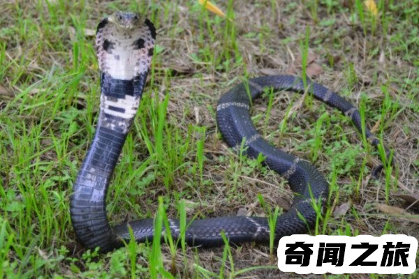 中国十大毒蛇国内毒蛇排行榜(眼镜王蛇榜上有名)(3)_