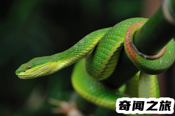 中国十大毒蛇国内毒蛇排行榜(眼镜王蛇榜上有名)(5)_