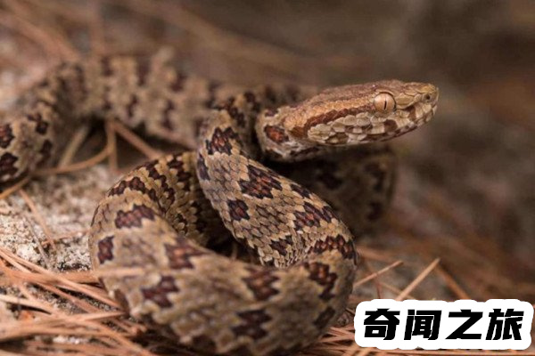 中国十大毒蛇国内毒蛇排行榜(眼镜王蛇榜上有名)(4)_
