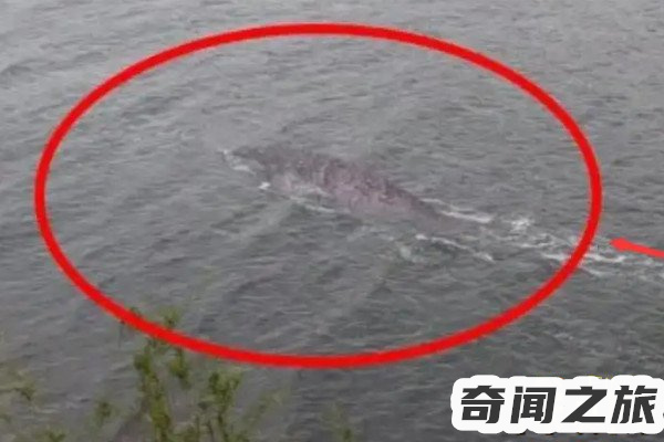 中国水怪事件(镜泊湖2006年发现一只体型巨大的未知生物体长足有7米多上下浅游(2)_