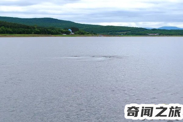 中国水怪事件(镜泊湖2006年发现一只体型巨大的未知生物体长足有7米多上下浅游(1)_