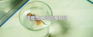 ​蟑螂怕水吗能淹死吗