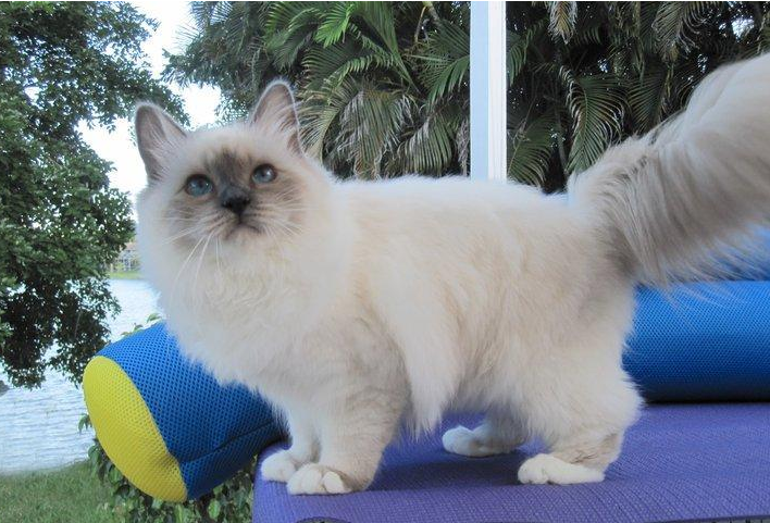 最温柔的猫（最温顺的猫咪排行榜前五分享）