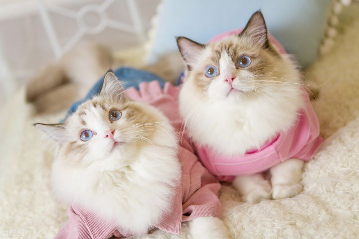 最温柔的猫（最温顺的猫咪排行榜前五分享）