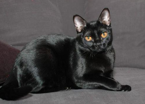 最温柔的猫（最温顺的猫咪排行榜前五分享）