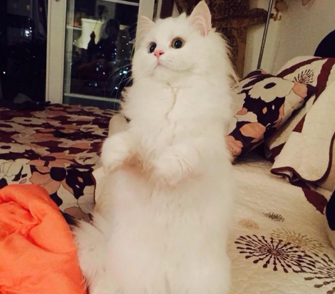 最温柔的猫（最温顺的猫咪排行榜前五分享）