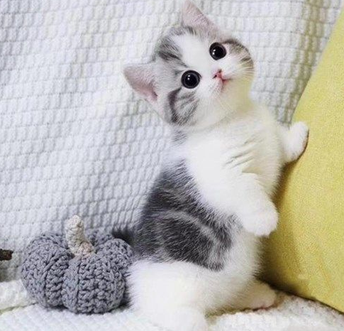 最温柔的猫（最温顺的猫咪排行榜前五分享）
