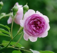 ​月季花花苞打不开怎么回事(月季花苞打不开是什么原因)