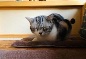 ​有人不喜欢猫吗