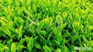 ​早上起来喝茶对身体好不好(早上起床喝茶对身体好吗)
