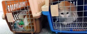 ​高铁如何托运宠物高铁宠物托运价格表