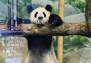 ​熊猫丫丫什么时候能回国