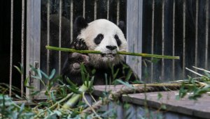 ​熊猫属于国家几级保护动物