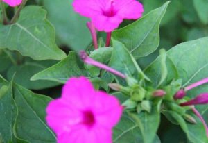 ​室内种植什么花草最好(什么室内植物好养)