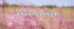 ​石家庄粉黛乱子草在哪里