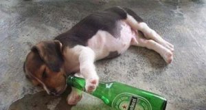 ​喝白酒千杯不醉的秘诀(喝酒如何千杯不醉)