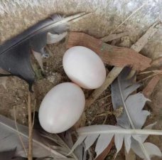 ​鸽蛋和鸡蛋哪个营养价值高