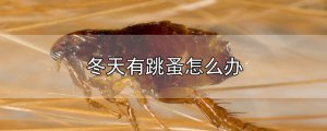 ​冬天有跳蚤怎么办
