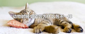 ​动物的睡觉姿势为什么各不一样