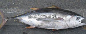 ​金枪鱼有内脏吗