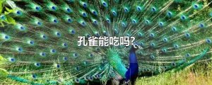 ​孔雀能吃吗?