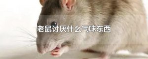 ​老鼠讨厌什么气味东西