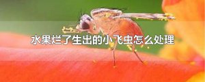 ​水果烂了生出的小飞虫怎么处理