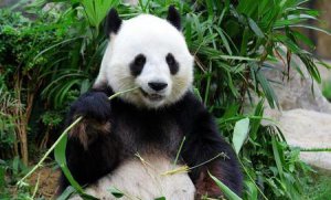 ​为什么只有中国有熊猫别的国家没有(大熊猫为什么只有中国有,其他国家没有)