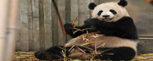​大熊猫的毛都是黑白相间的吗