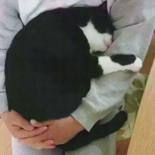​小猫咪一直叫个不停是怎么回事（盘点猫咪叫声的7个含义）