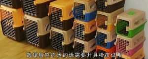 ​什么快递可以寄宠物