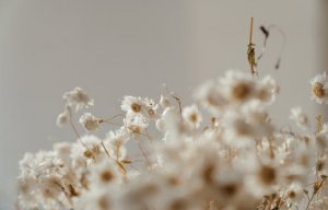 ​雏菊的花语是