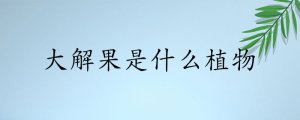 ​大解果是什么植物