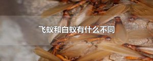 ​飞蚁和白蚁有什么不同