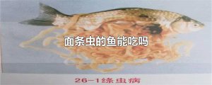 ​面条虫的鱼能吃吗