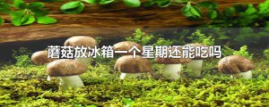 ​蘑菇放冰箱一个星期还能吃吗