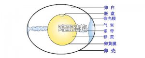 ​鸡蛋结构