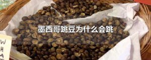 ​墨西哥跳豆为什么会跳